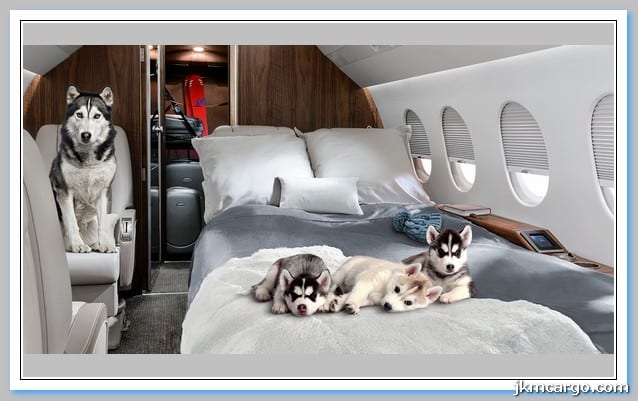 حمل حیوانات خانگی با هواپیما جهان کالا کارگو
