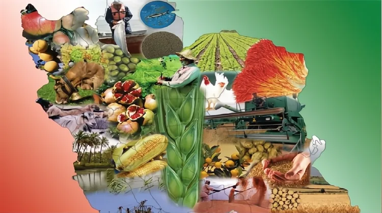 ترخیص مواد غذایی از گمرک